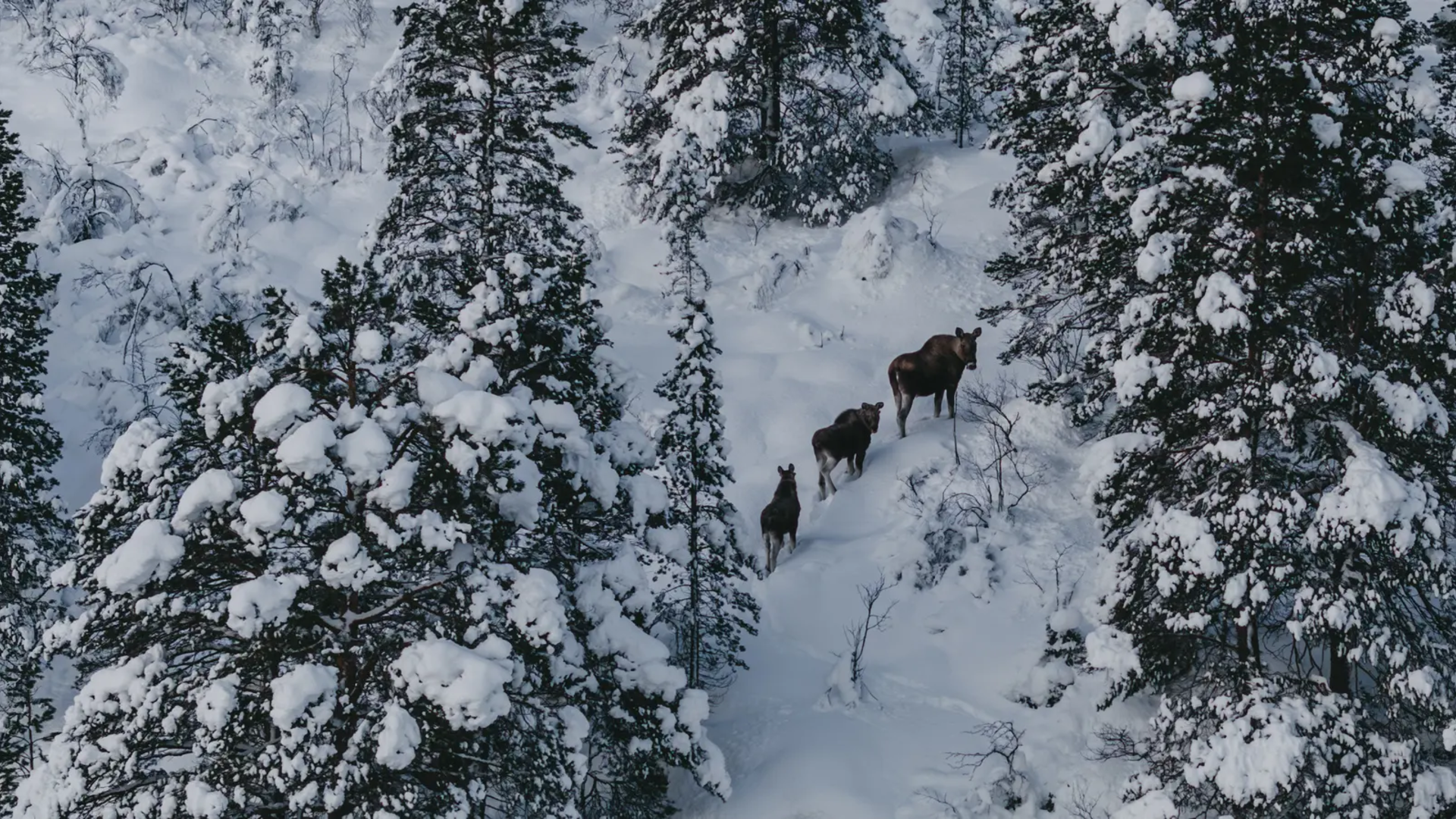 Blick auf eine Elchfamilie im Schnee