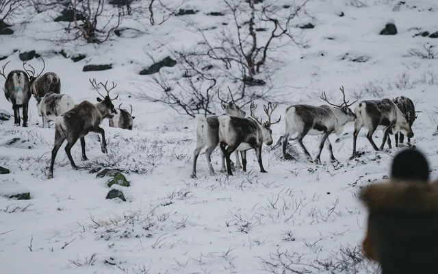 Rentiere in winterlicher Landschaft, im Vordergrund ist verschwommen eine Person von hinten zu sehen