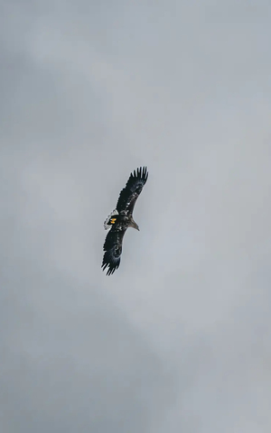 Ein Adler fliegt mit weit ausgebreiteten Flügel durch die Lüfte