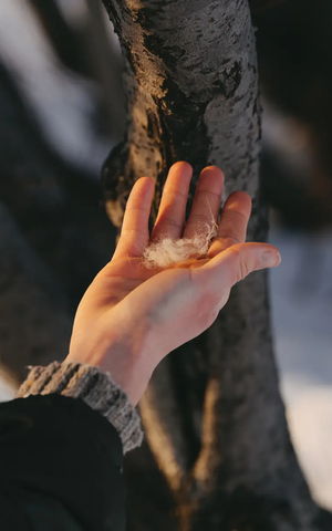 Tierhaare in einer Hand