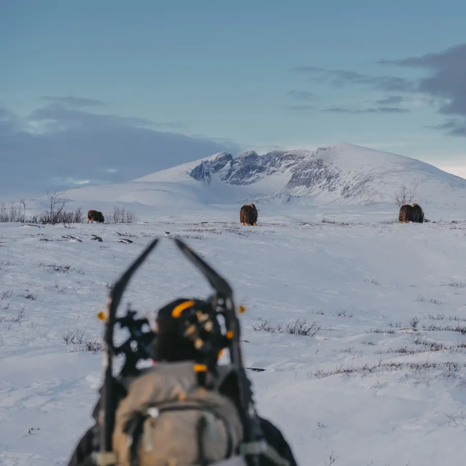 5 Moschusochsen in einer Schneelandschaft, im Hintergrund ist ein großer Berg